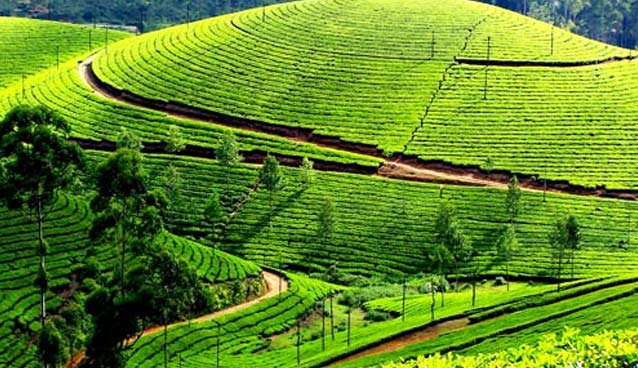 Kerala Tour Packages From Cochin | Kerala Trip Packages From Delhi